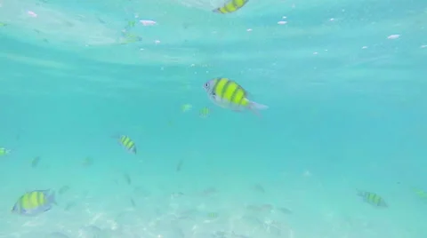 School of colorful fish Stock Footage 60032530