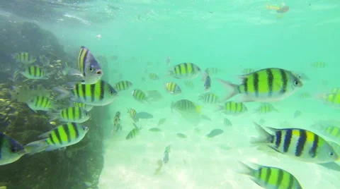 School of colorful fish Stock Footage 60035966