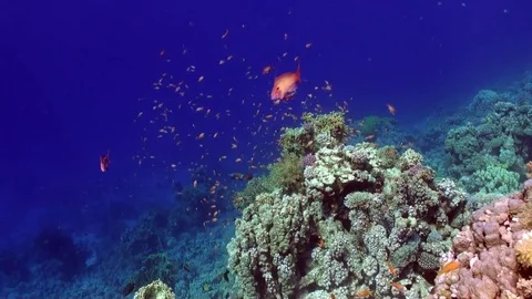 School of colorful fish underwater on background bright green corals in Red sea. Stock Footage