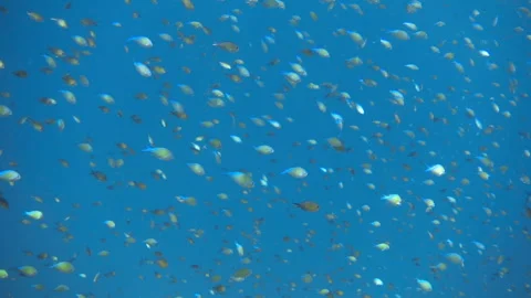 A school of colorful small chromis fish swimmming in the sea, 8x slow motion Video stock 262876151