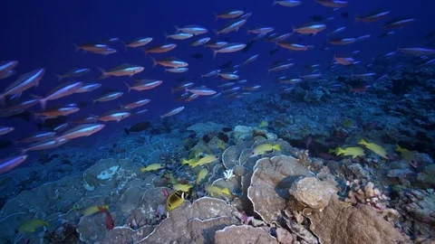 School of colorful tropical fish- fuselier- on a coral reef in french polynesia Stock Footage
