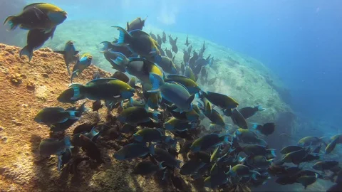 School of colourful parrot fish feed on coral rock reef together in Stock Footage 120002009