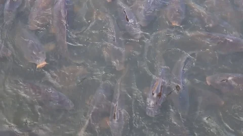 School of common carp feeding at the surface Stock Footage