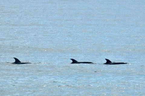 School of common dolphin Stock Photos