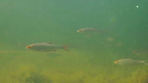 School of common roach fish swimming underwater Stock Footage 270478863