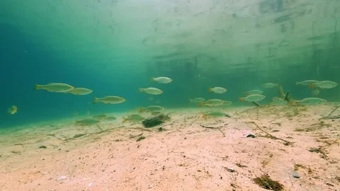 School of common roach gathered on sandy bottom Stockbeeldmateriaal 315698573