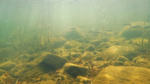 School of common roach swimming in shallow lake water Stock Footage 120777323