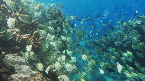 School of Convict Surgeonfish Stock Footage 314297892