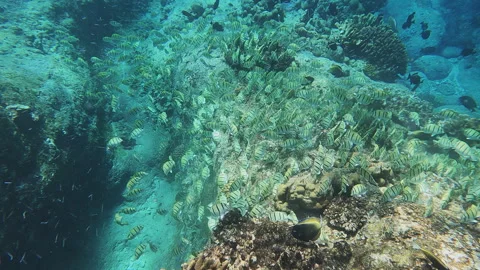School of Convict Surgeonfish Stock Footage 314297952