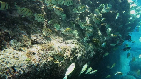 School of Convict Surgeonfish Stock Footage 314297984
