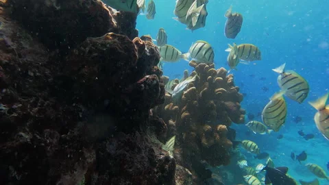 School of Convict Surgeonfish Stock Footage 314297987