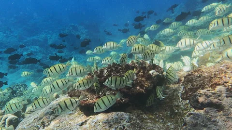 School of Convict Surgeonfish Stock Footage 314298130
