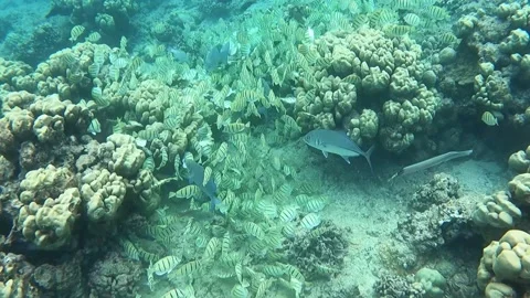 School Convict Tangs Video stock 211482219