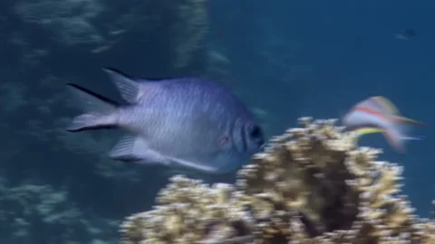 School of coral fish on blue background of sea underwater in search of food. Stock Footage 165803435