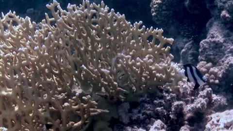 School of coral fish on blue background of sea underwater in search of food. Stock-Footage 165803604