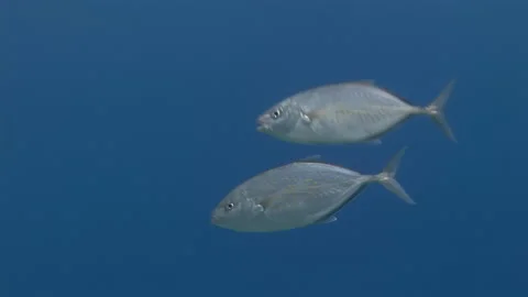 School of coral fish on blue background of sea underwater in search of food. Stock Footage 165967904