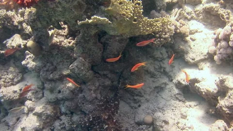 School of coral fish on blue background of sea underwater in search of food. Stock Footage 165967968