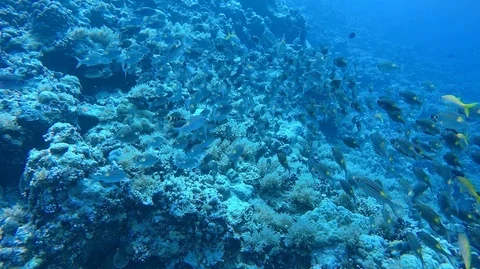 School of coral fish. Stock Footage 111351764
