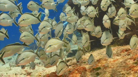 School of cottonwick close Stock Footage 721878