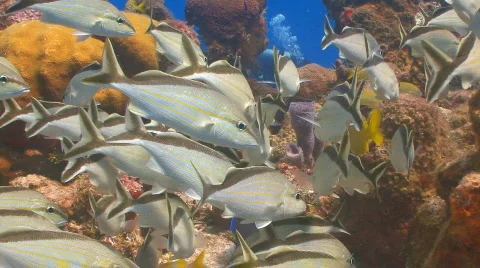 School of cottonwick vs2 Stock Footage 658489