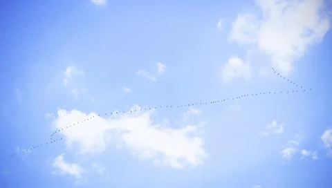 A school of cranes high in the sky Stock Photos
