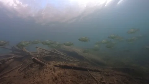 School of crappies swims by camera Stock Footage 121678608