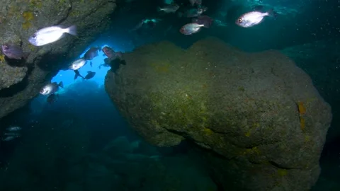 School of crescent-tail bigeye fish in Tenerife 스톡 동영상 330271917
