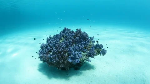A School of Damselfish Among Soft Corals and the White Sandy Sea 스톡 동영상 327390501