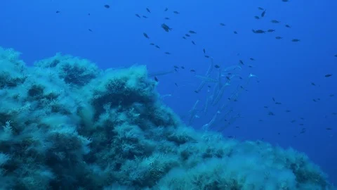School of damselfish and barracuda next the rock covered by seaweeds, Ustica  Stock Footage 126996619