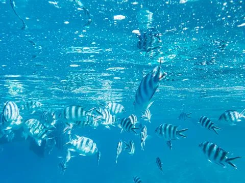 School Of Damselfish Close To The Ocean Surface Stock Photos