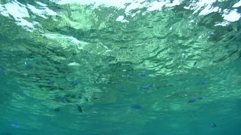 School of Damselfish Video stock 327504011