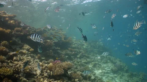 School of damselfish in front of reef wall in Red Sea Stock Footage 149024078