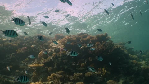 School of damselfish in front of reef wall in Red Sea Stock Footage 149043167