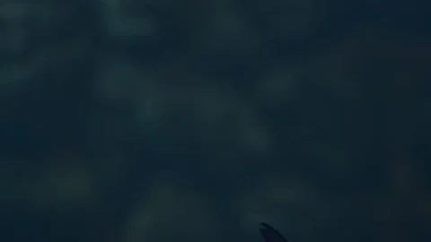 School of dark-colored fish swimming in a deep ocean setting. Stock Footage 341348682