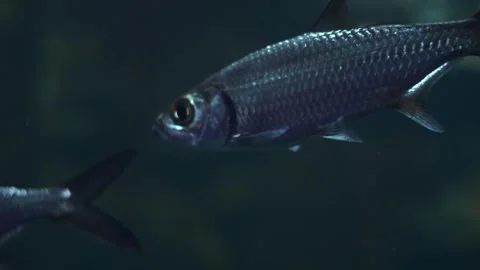 A school of dark-colored fish swims in an aquarium. Stock Footage 341348713