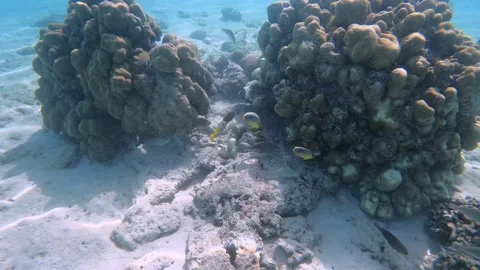 School of Dark Fish Around Coral Reef Stock Footage 343138699