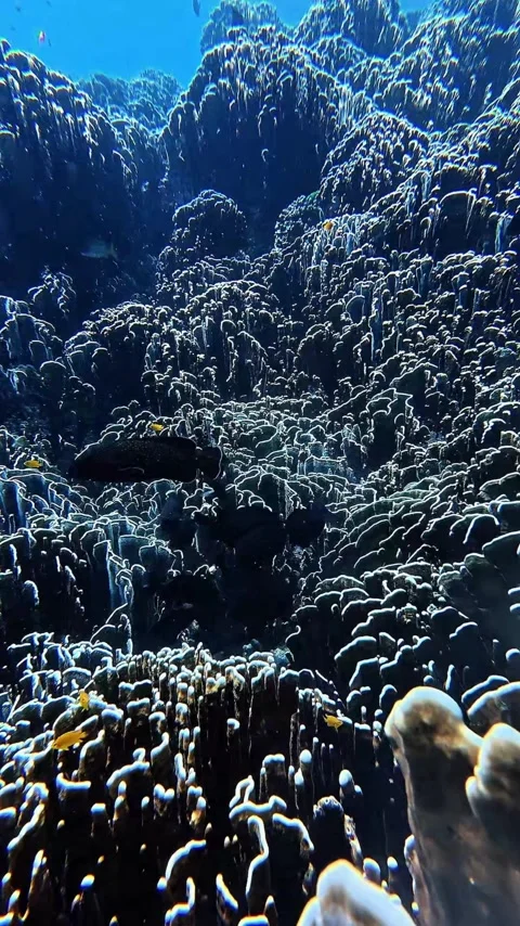 School of Dark Surgeonfish Feeding Over Coral Reef Stock Footage 341008604