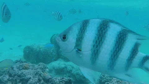 School of different tropical multicolored beautiful fish underwater. Stock Footage 201519279