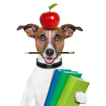 School dog Фото