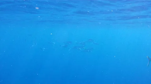 School of Dolphin: Mahi Mahi Stock-Footage 12243491