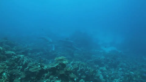 School of dolphin play in the water Stock Footage 22733128