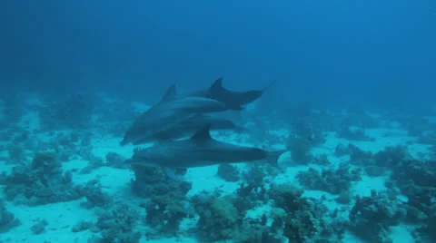 School of dolphin play in the water Stock Footage 22733169