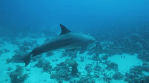 School of dolphin play in the water Stock Footage 22733235