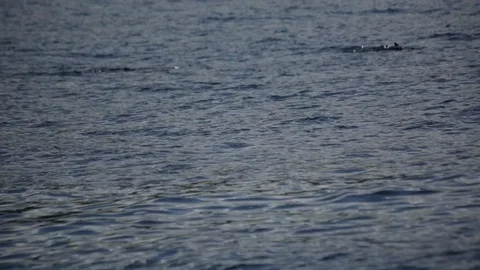 School Of Dolphins Stock Footage 104804661