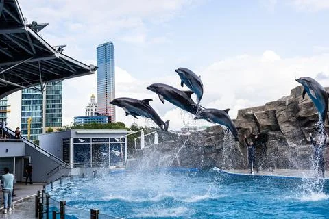 School of dolphins over water pool on dolphin show Stock Photos