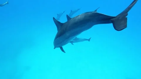 School of Dolphins. Slow Motion. Red Sea, Egypt. Stock Footage 245615850