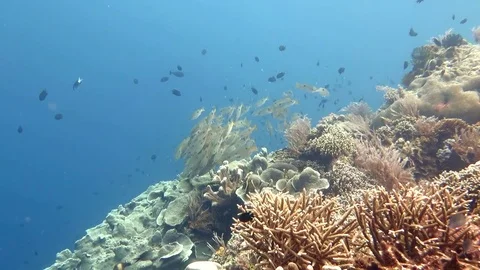 School of Dory snapper or blackspot snapper ( Lutjanus fulviflamma), Bali Stock Footage 84581120