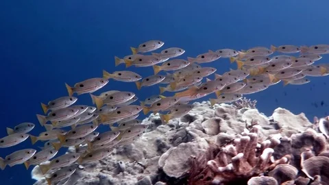 School of Dory snapper or blackspot snapper ( Lutjanus fulviflamma) ,Bali Stock Footage 84583020