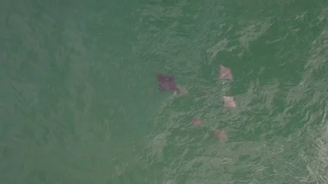 School Of Eagle Ray Fish Under Water In Gold Coast, Queensland. aerial Stock Footage 235684754