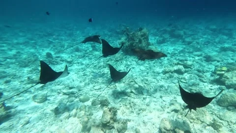 School of Eagle Rays Swimming Over Coral Reef in Clear Ocean Water Vídeo Stock 344980084